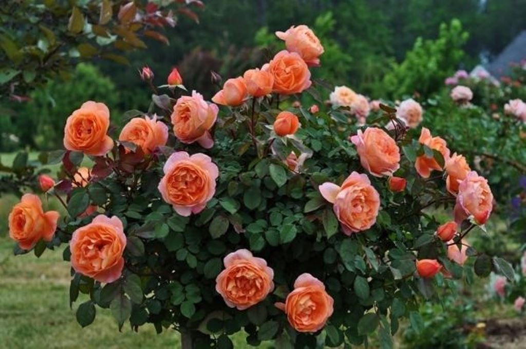 Роза фридом фото в саду